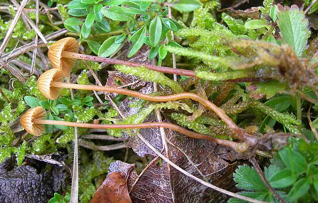 Le  meraviglie della foresta